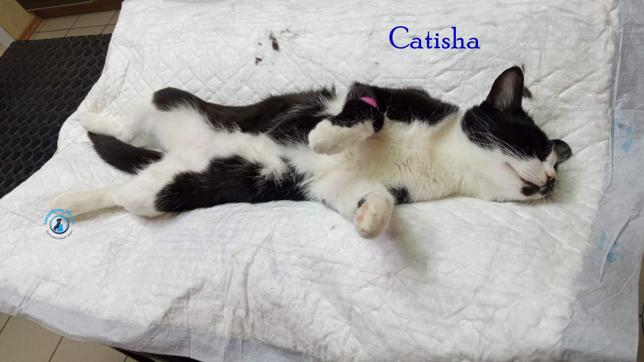 Nadezhda/Katzen/Catisha/Catisha42mN.jpg