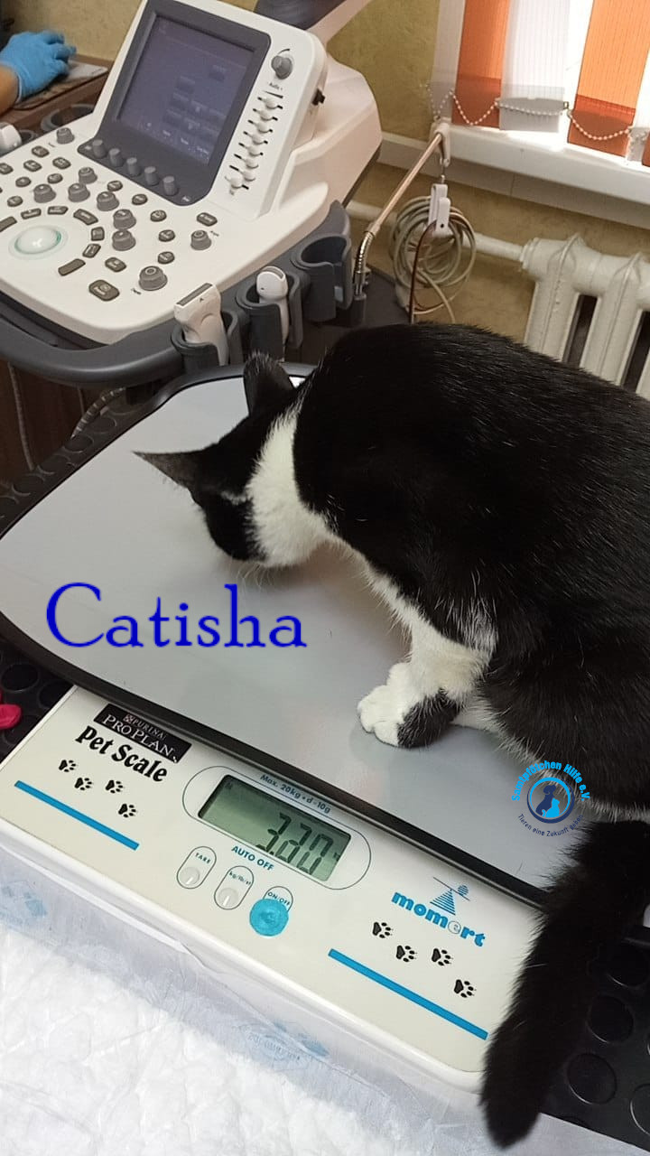 Nadezhda/Katzen/Catisha/Catisha44mN.jpg