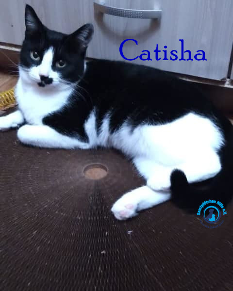 Nadezhda/Katzen/Catisha/Catisha56mN.jpg