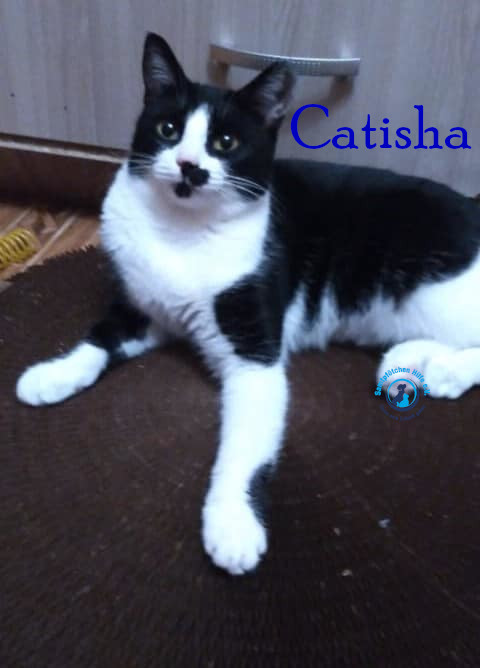Nadezhda/Katzen/Catisha/Catisha57mN.jpg