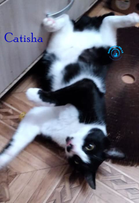 Nadezhda/Katzen/Catisha/Catisha58mN.jpg
