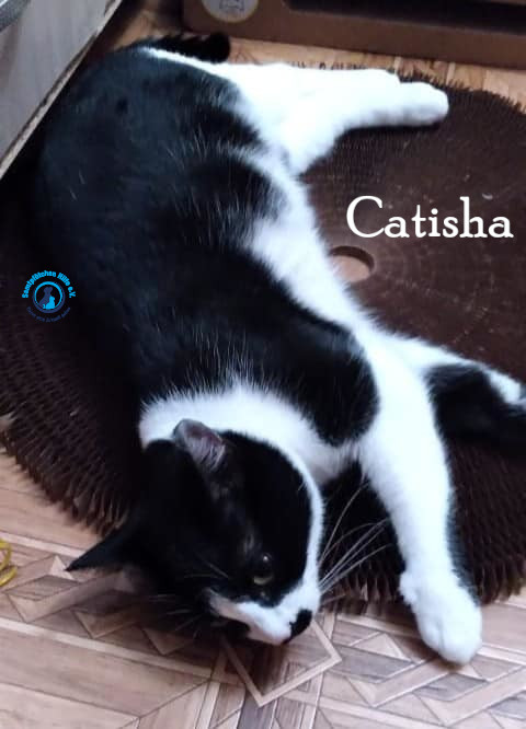 Nadezhda/Katzen/Catisha/Catisha59mN.jpg