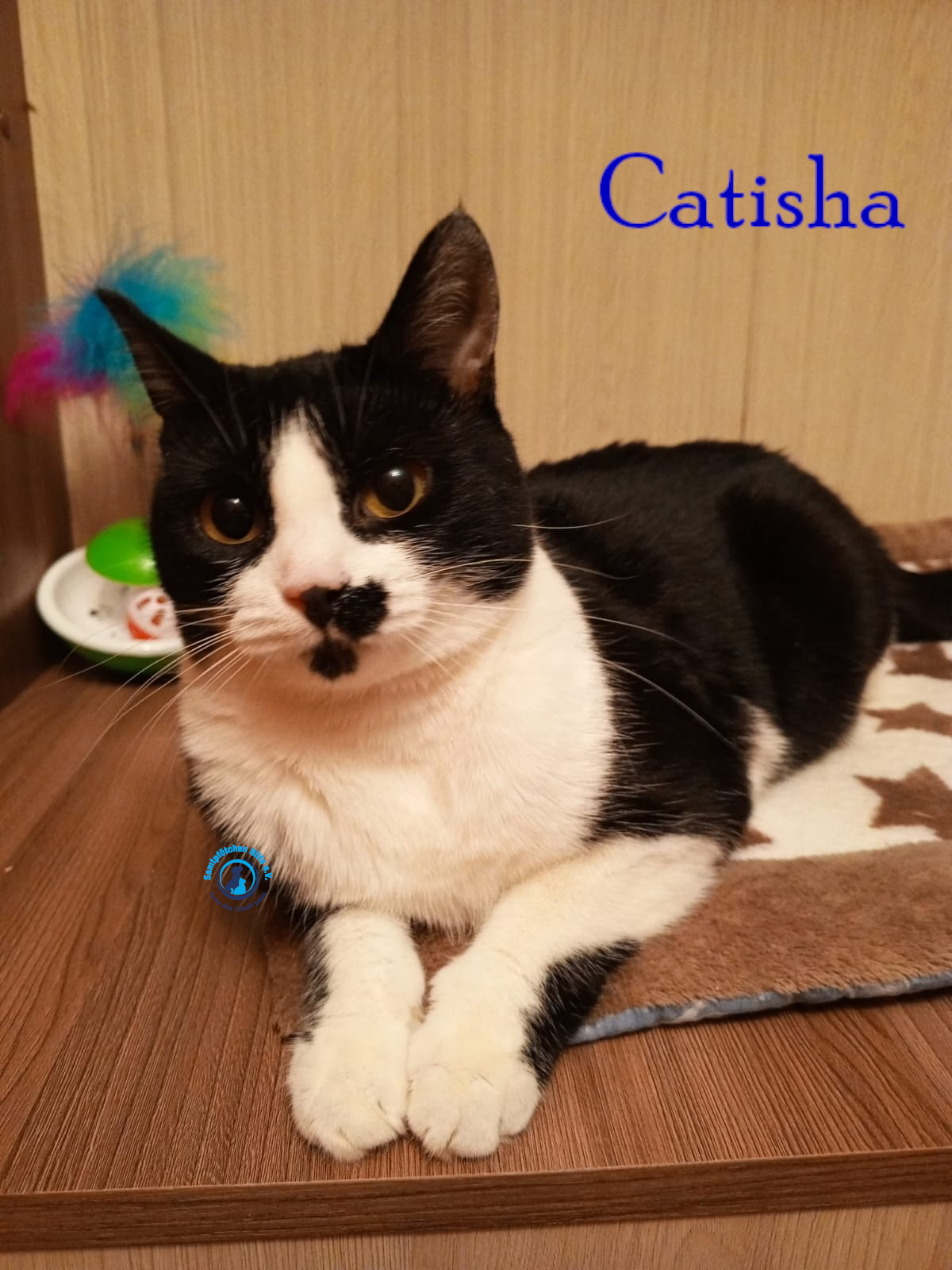 Nadezhda/Katzen/Catisha/Catisha64mN.jpg