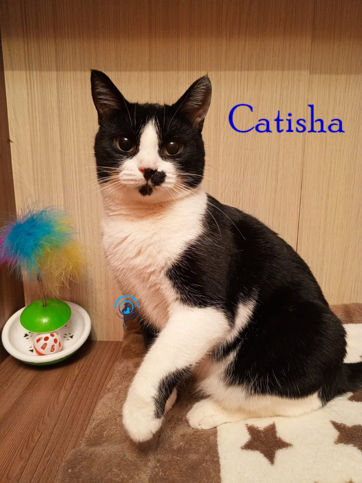 Nadezhda/Katzen/Catisha/Catisha65mN.jpg