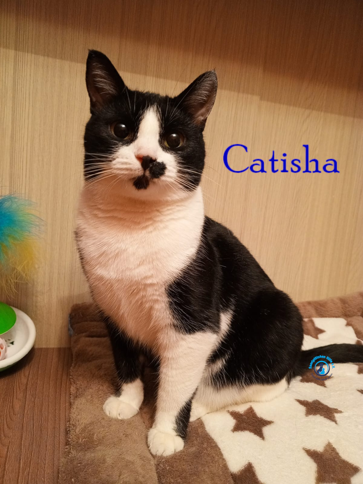 Nadezhda/Katzen/Catisha/Catisha66mN.jpg