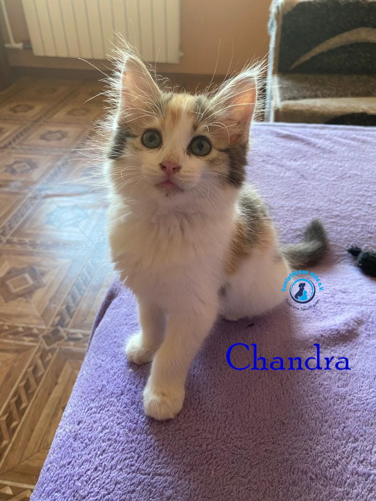 Nadezhda/Katzen/Chandra/Chandra02mN.jpg