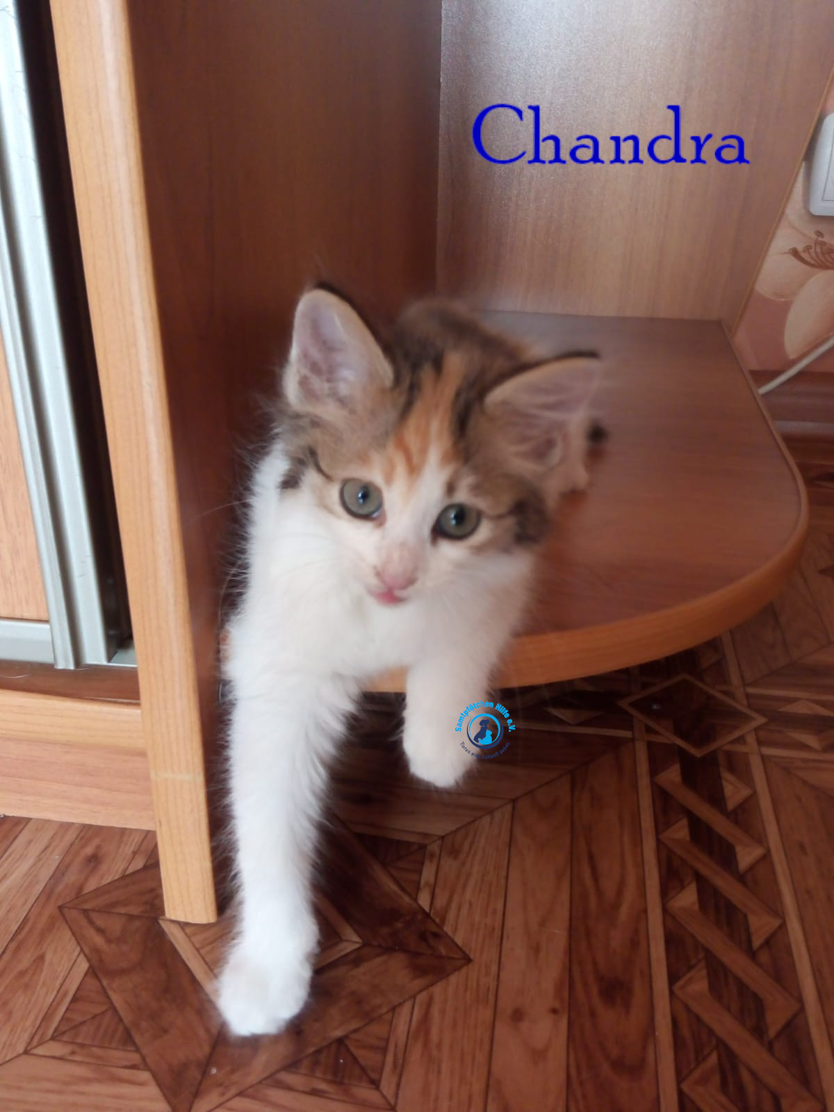 Nadezhda/Katzen/Chandra/Chandra16mN.jpg