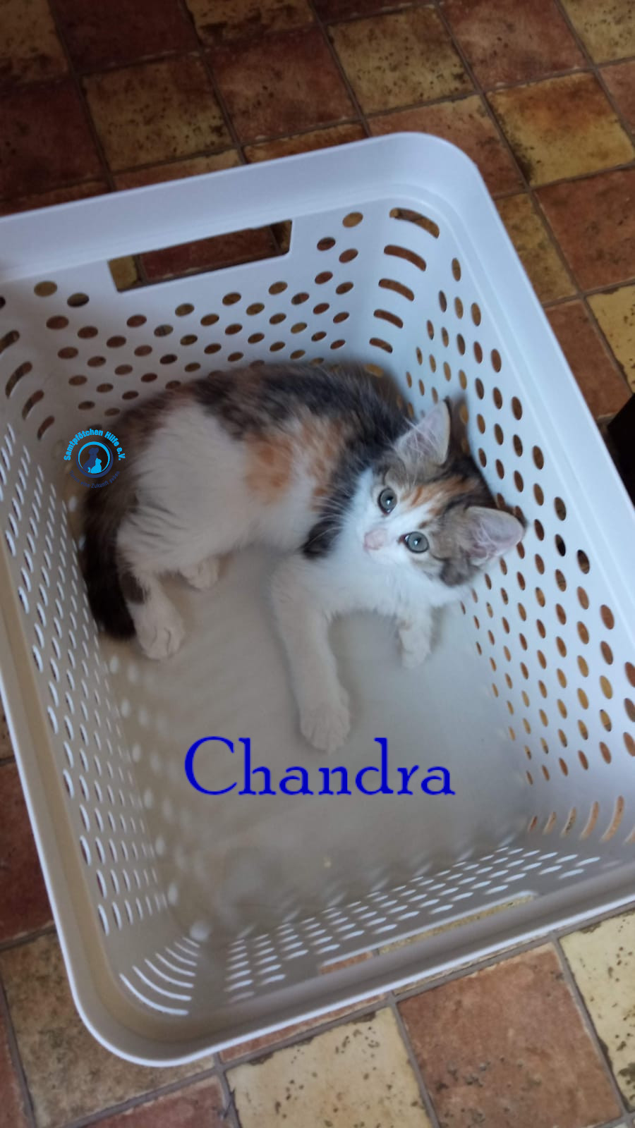 Nadezhda/Katzen/Chandra/Chandra18mN.jpg