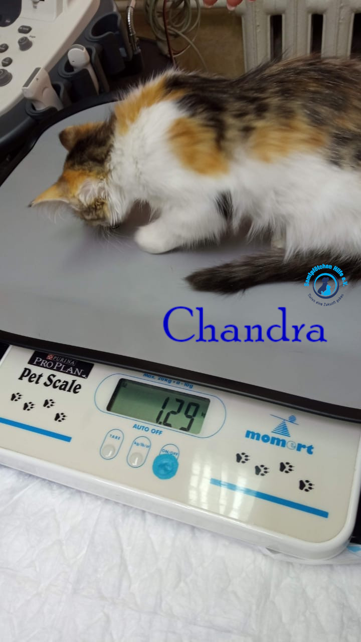 Nadezhda/Katzen/Chandra/Chandra31mN.jpg