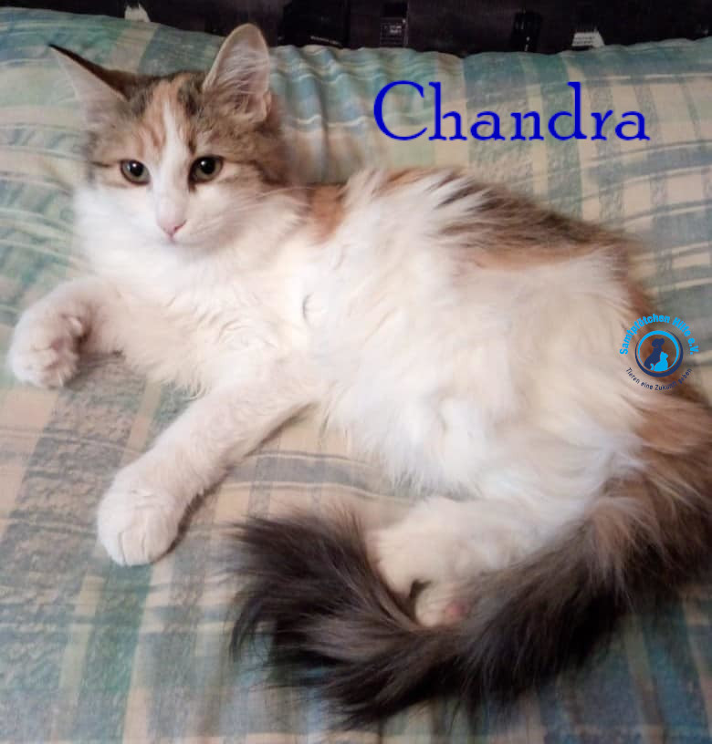 Nadezhda/Katzen/Chandra/Chandra42mN.jpg