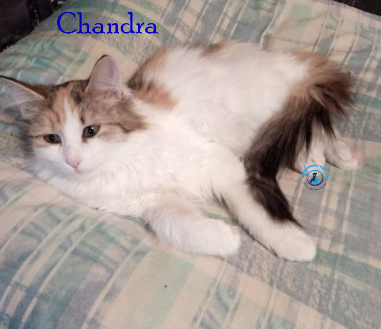Nadezhda/Katzen/Chandra/Chandra43mN.jpg