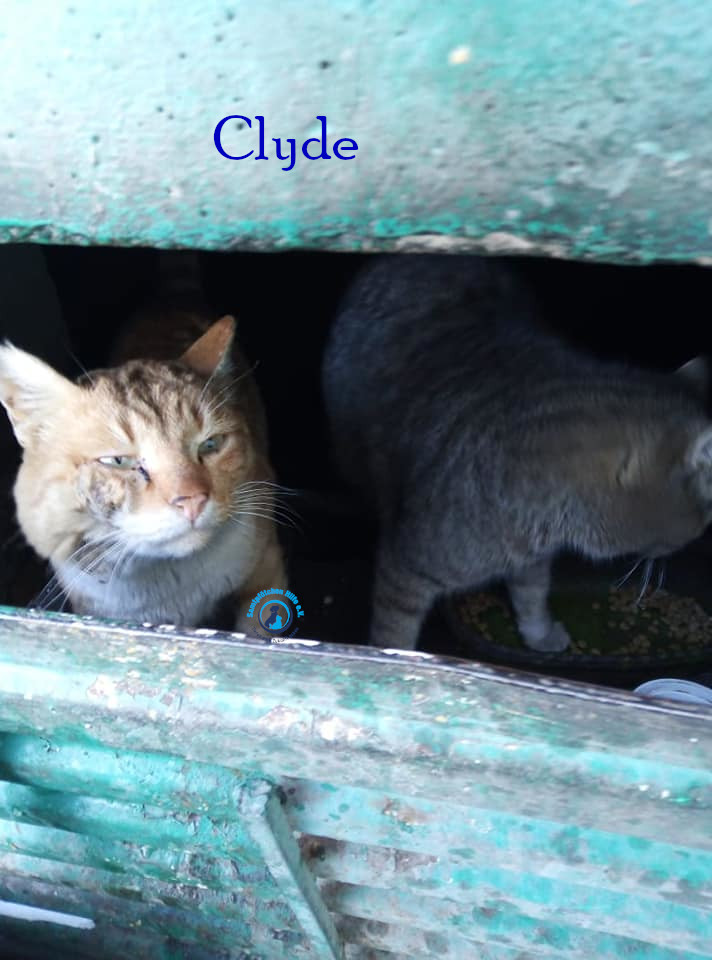 Nadezhda/Katzen/Clyde_II/Clyde_II01mN.jpg