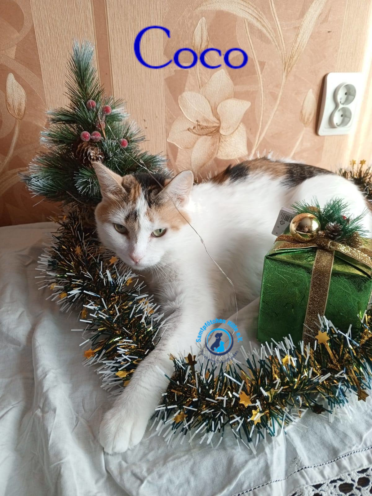 Nadezhda/Katzen/Coco_III/Coco_III25mN.jpg
