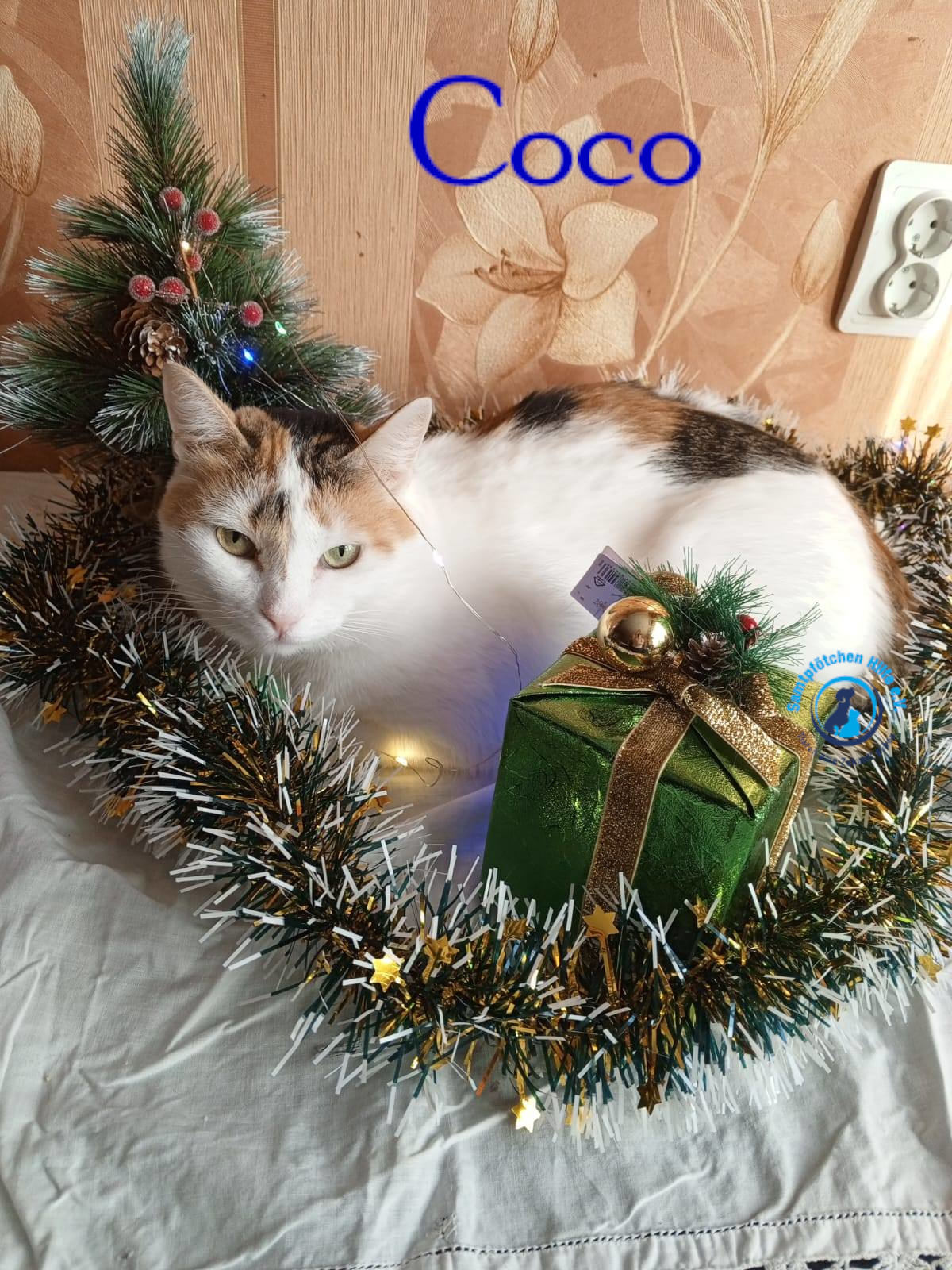 Nadezhda/Katzen/Coco_III/Coco_III26mN.jpg