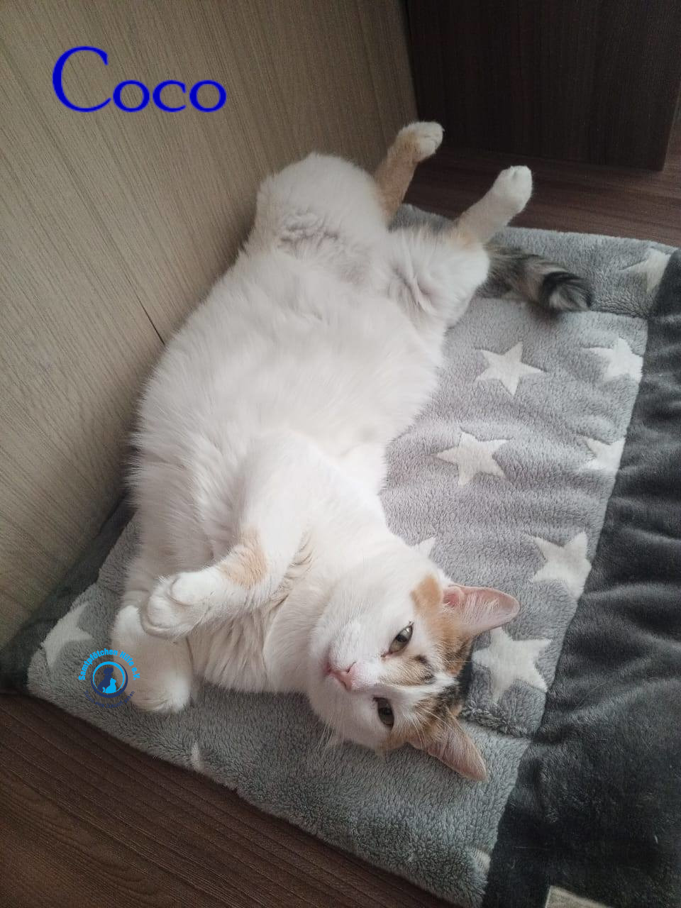 Nadezhda/Katzen/Coco_III/Coco_III27mN.jpg