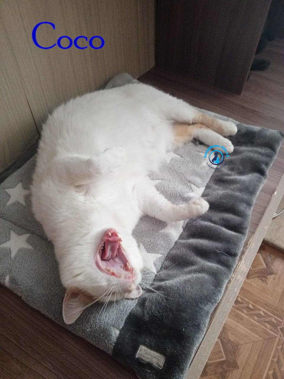 Nadezhda/Katzen/Coco_III/Coco_III28mN.jpg