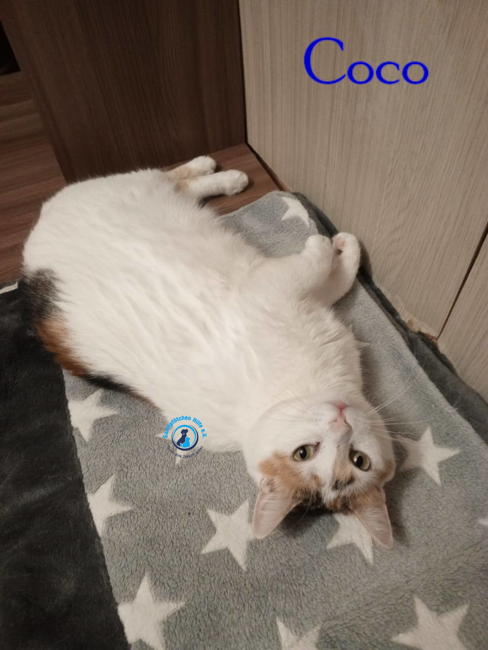 Nadezhda/Katzen/Coco_III/Coco_III29mN.jpg