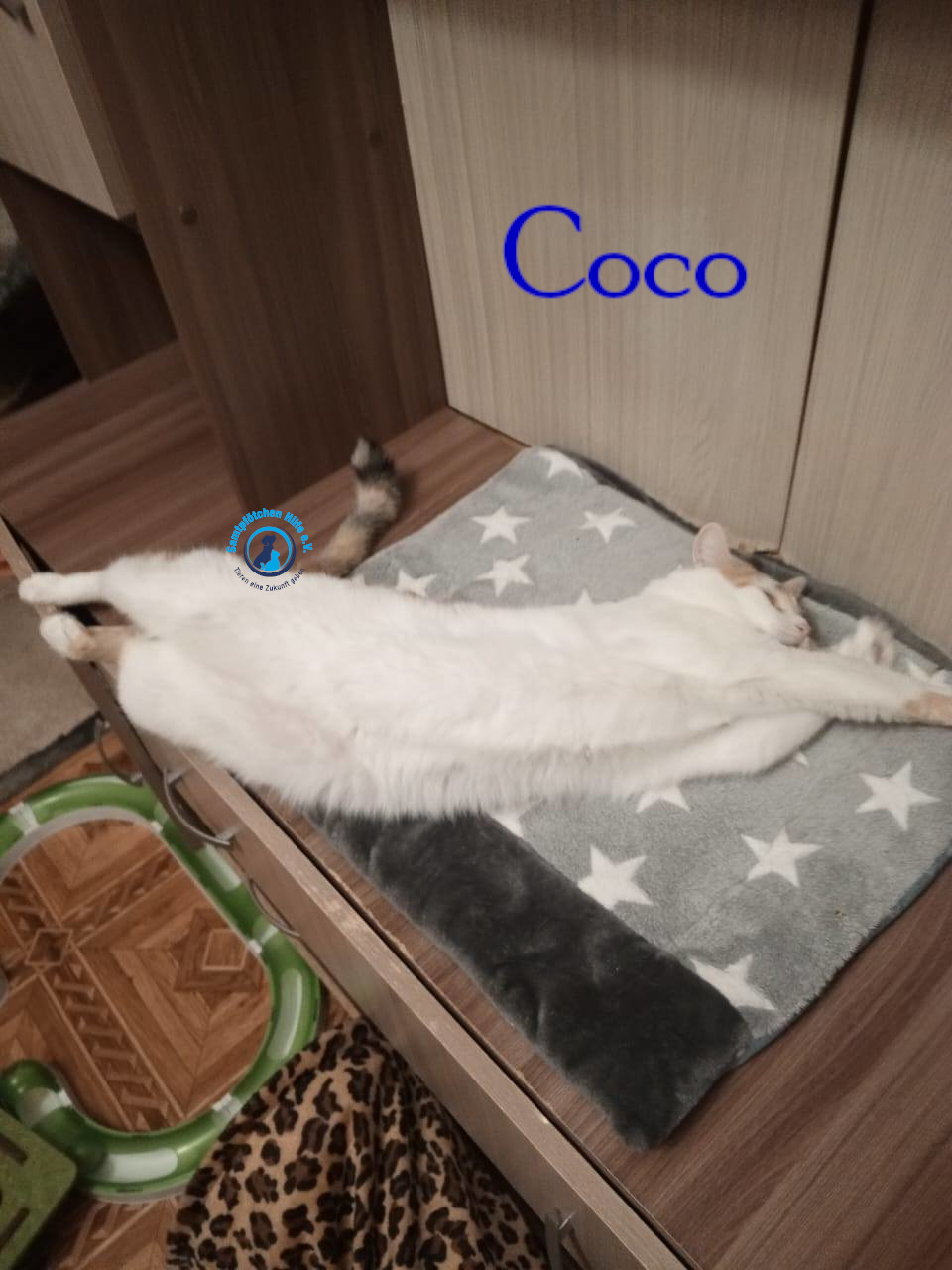 Nadezhda/Katzen/Coco_III/Coco_III30mN.jpg