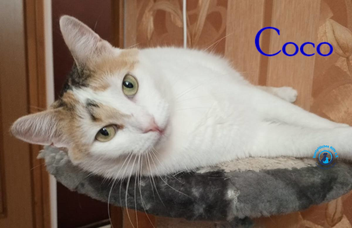 Nadezhda/Katzen/Coco_III/Coco_III32mN.jpg
