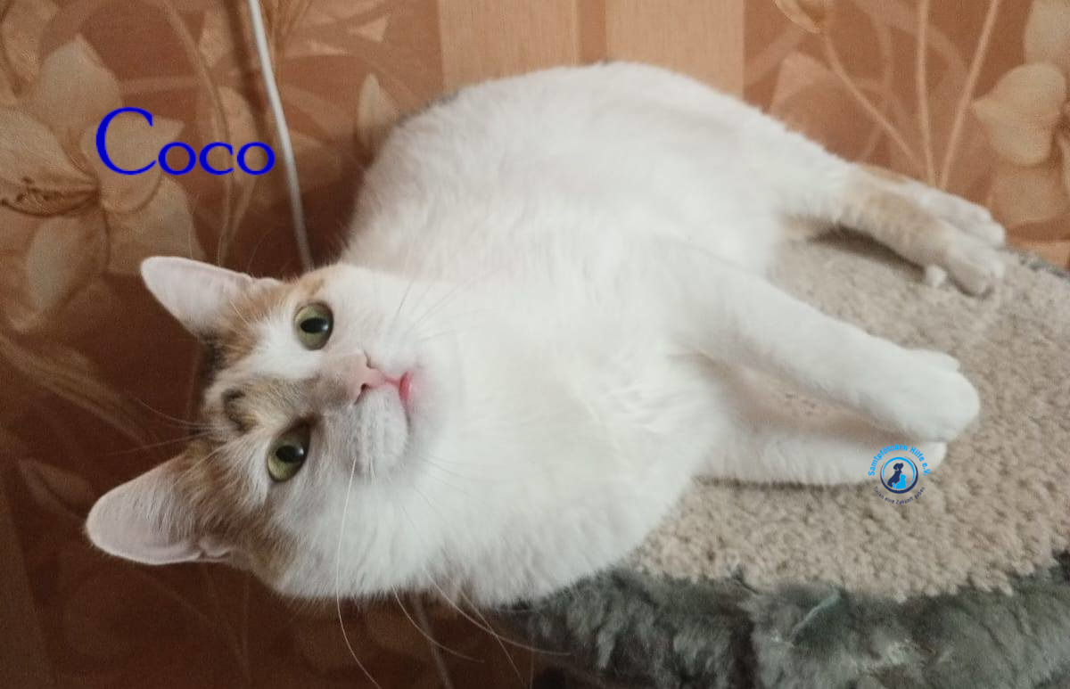 Nadezhda/Katzen/Coco_III/Coco_III33mN.jpg
