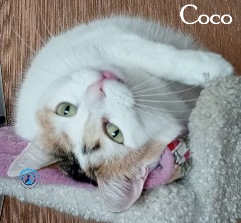 Nadezhda/Katzen/Coco_III/Coco_III34mN.jpg