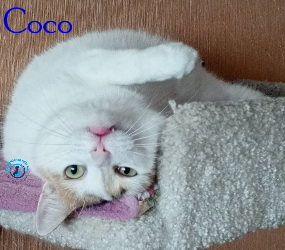 Nadezhda/Katzen/Coco_III/Coco_III35mN.jpg
