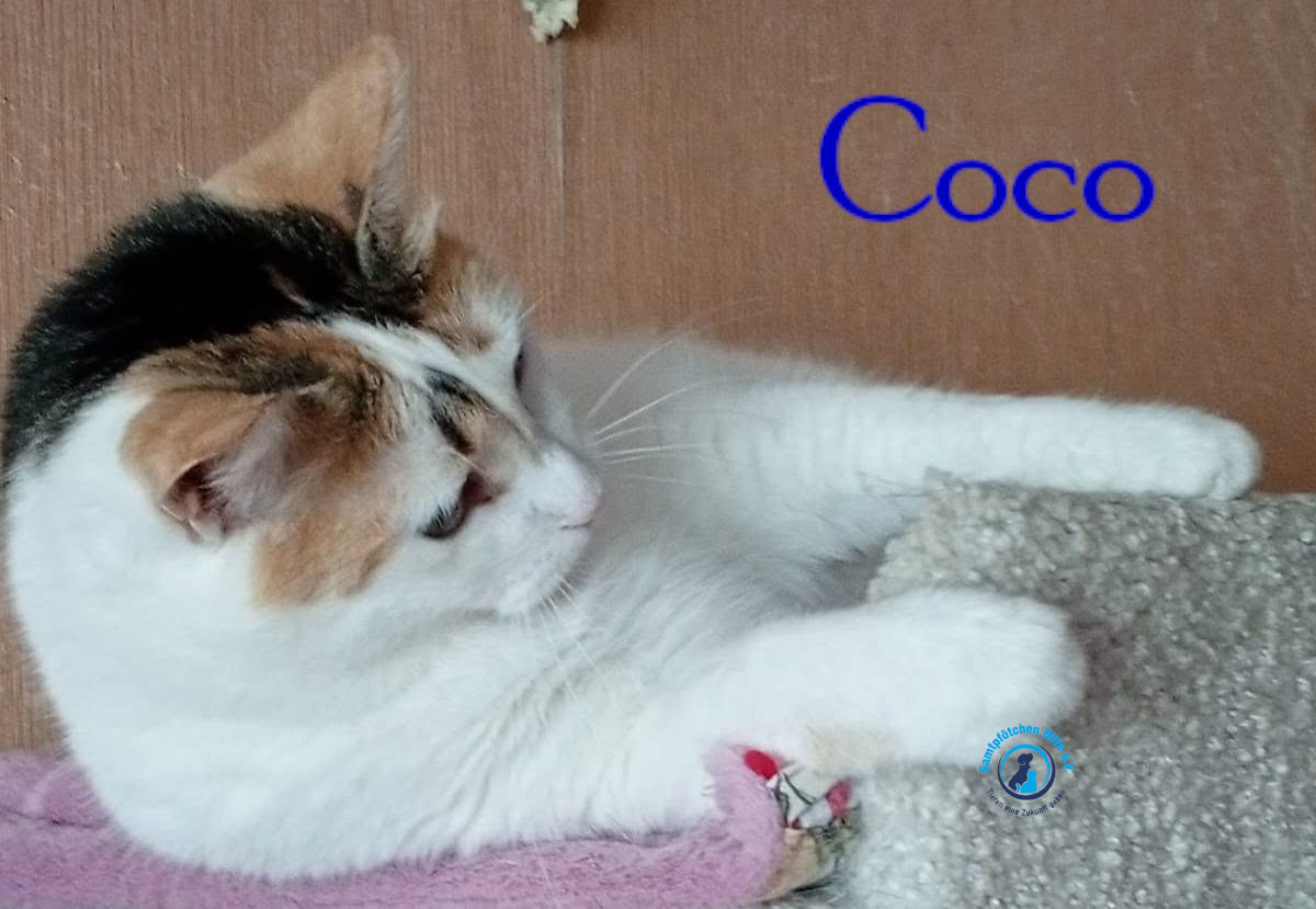 Nadezhda/Katzen/Coco_III/Coco_III36mN.jpg