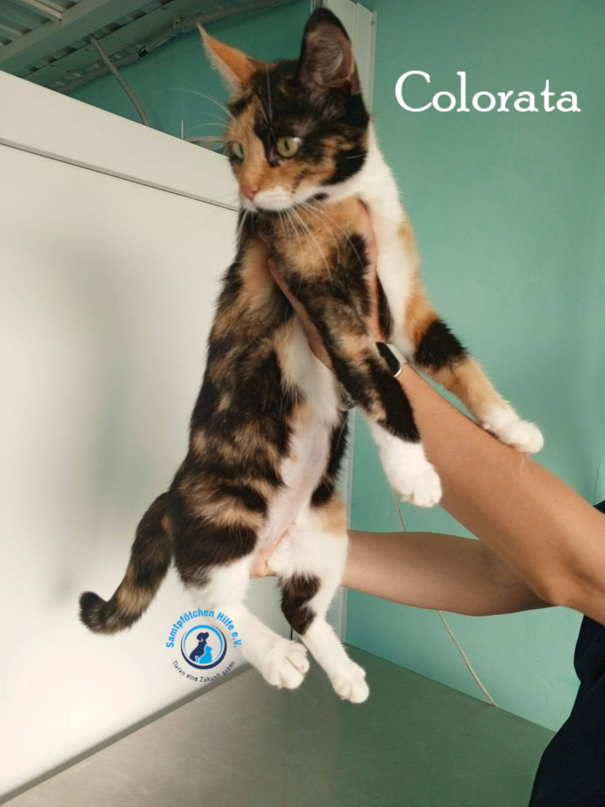 Nadezhda/Katzen/Colorata/Colorata02mN.jpg