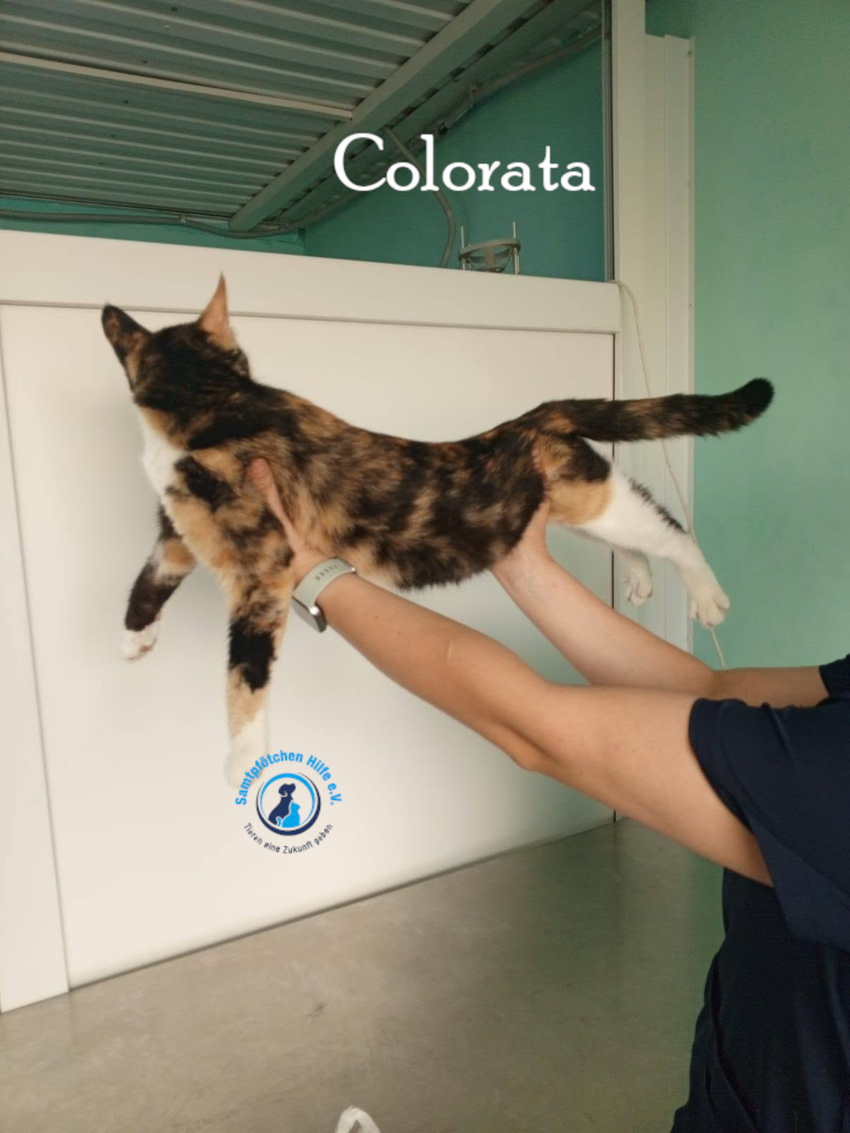 Nadezhda/Katzen/Colorata/Colorata03mN.jpg
