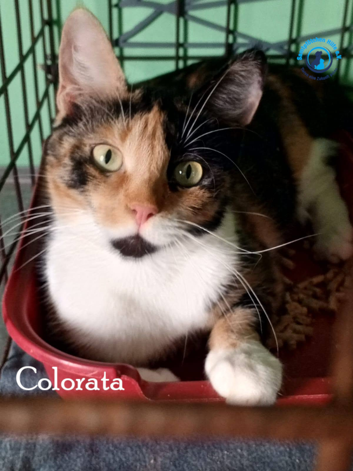 Nadezhda/Katzen/Colorata/Colorata04mN.jpg