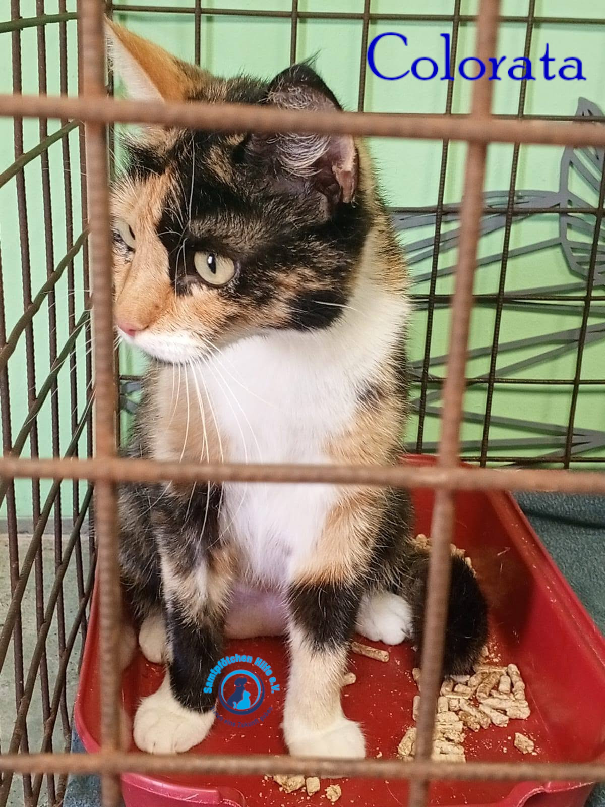 Nadezhda/Katzen/Colorata/Colorata06mN.jpg