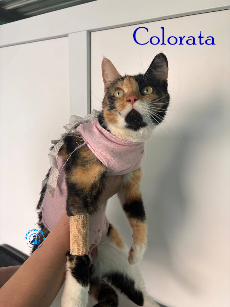 Nadezhda/Katzen/Colorata/Colorata08mN.jpg