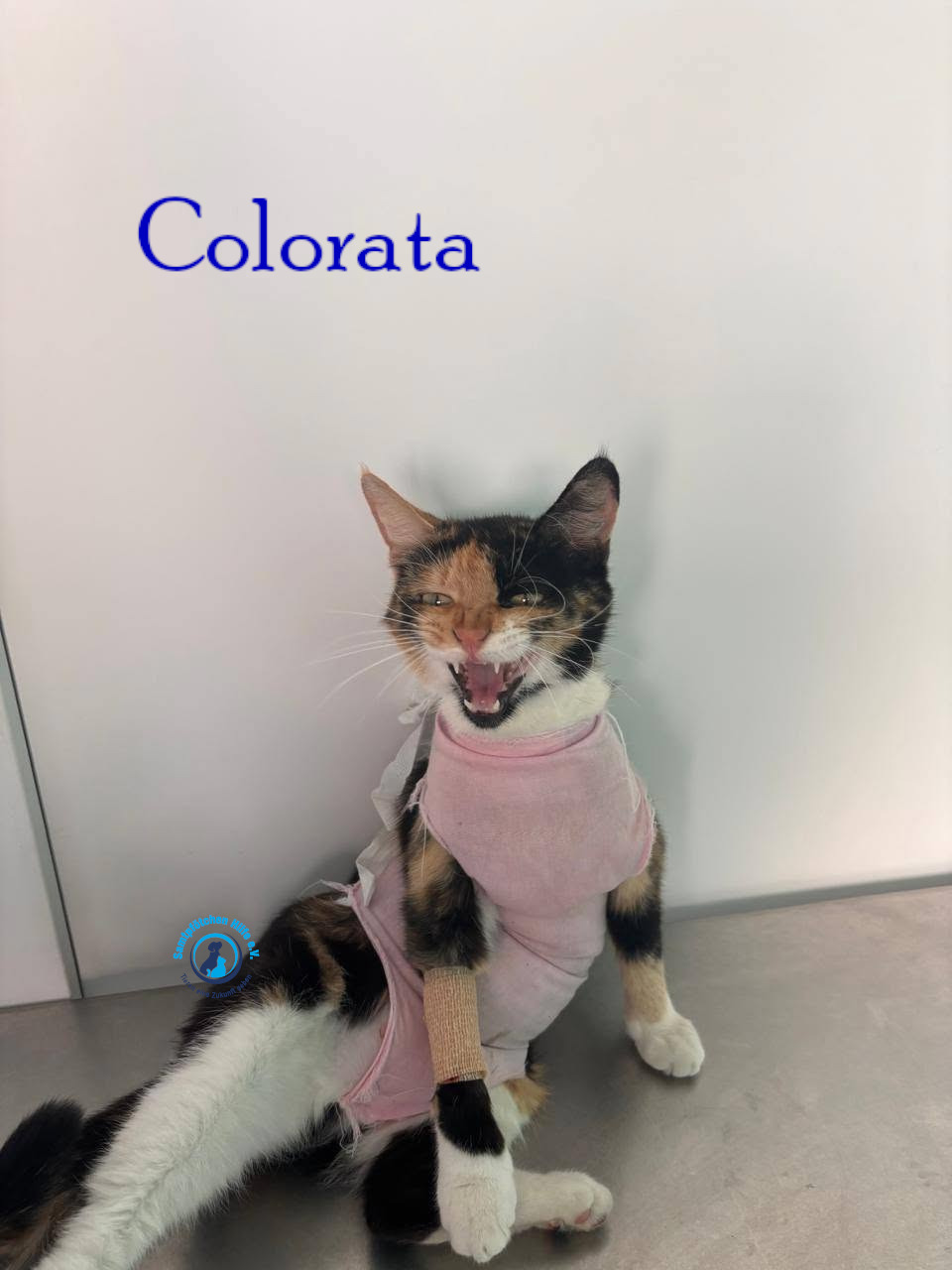 Nadezhda/Katzen/Colorata/Colorata09mN.jpg