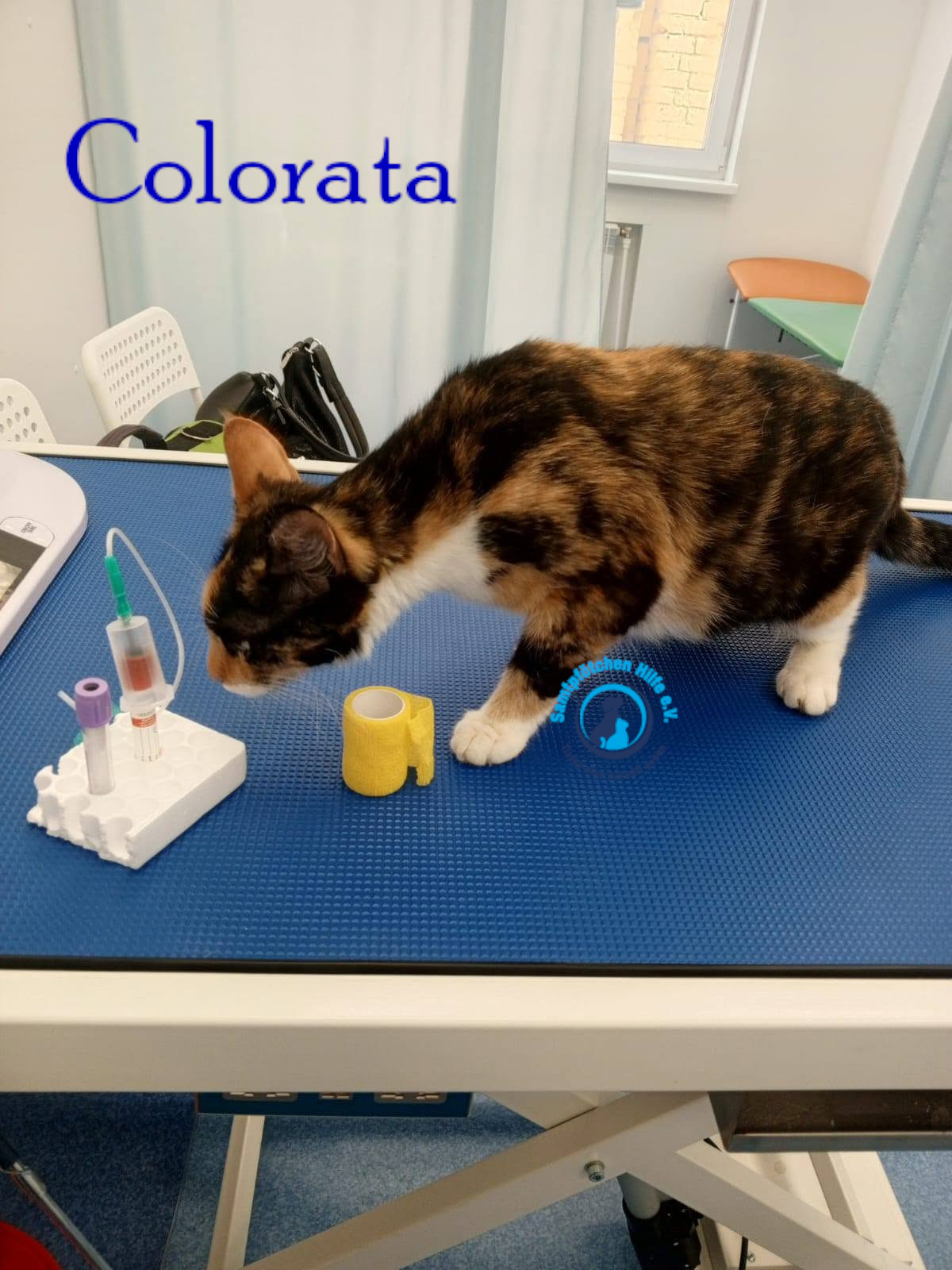 Nadezhda/Katzen/Colorata/Colorata13mN.jpg