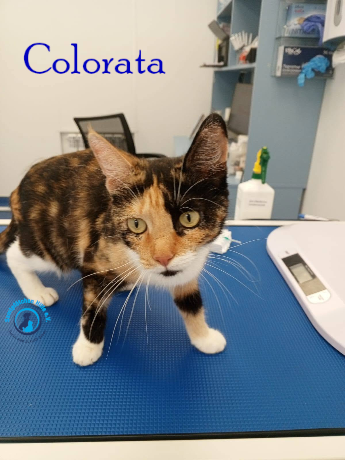Nadezhda/Katzen/Colorata/Colorata14mN.jpg