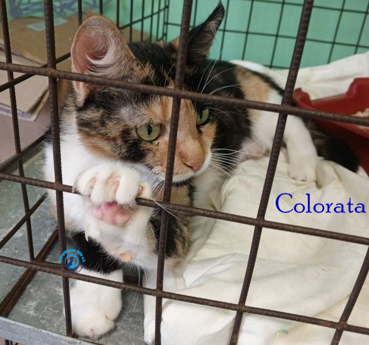 Nadezhda/Katzen/Colorata/Colorata16mN.jpg