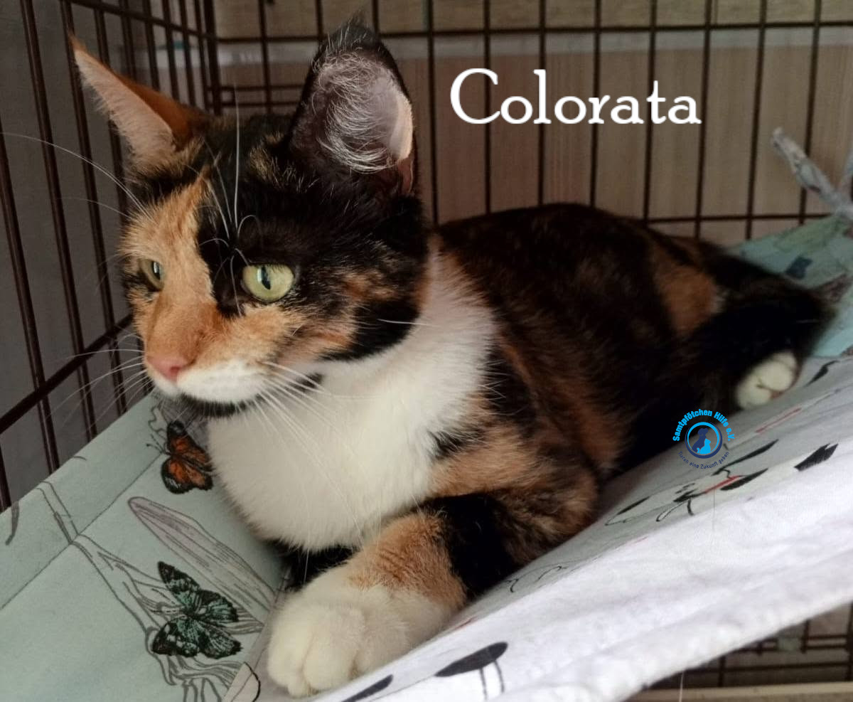Nadezhda/Katzen/Colorata/Colorata18mN.jpg