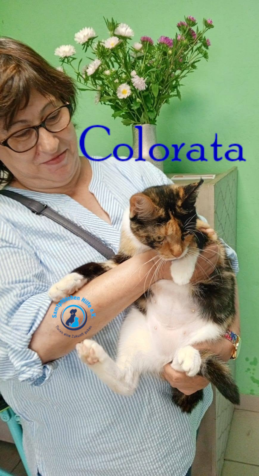 Nadezhda/Katzen/Colorata/Colorata20mN.jpg