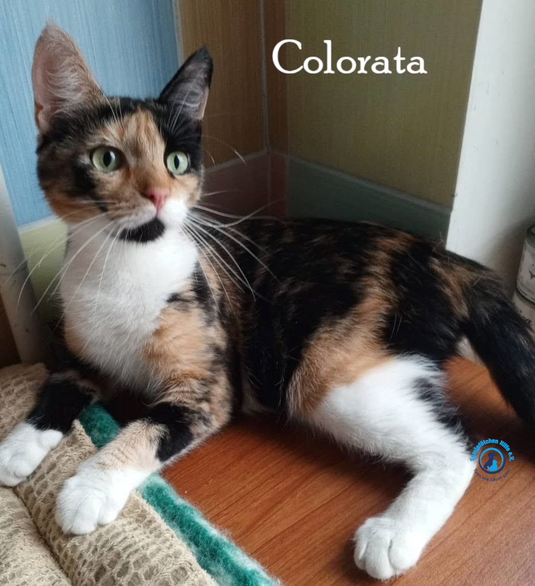 Nadezhda/Katzen/Colorata/Colorata21mN.jpg