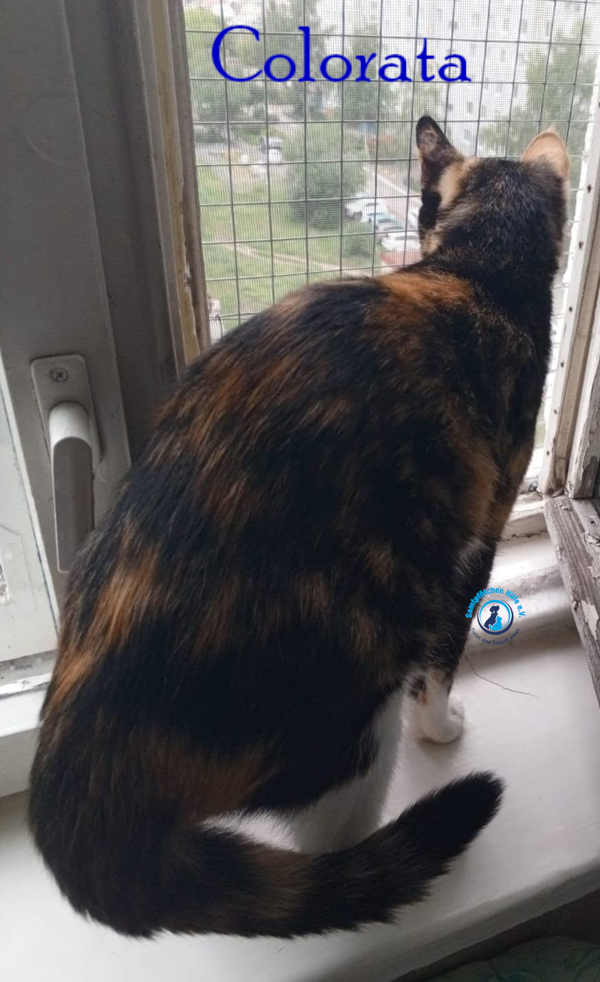 Nadezhda/Katzen/Colorata/Colorata23mN.jpg