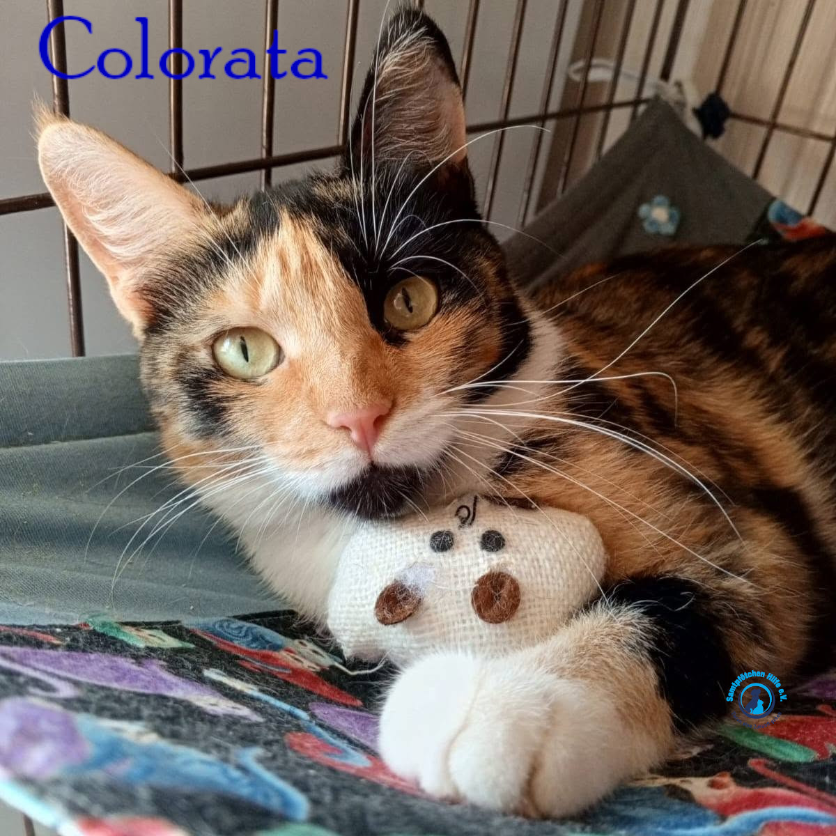Nadezhda/Katzen/Colorata/Colorata24mN.jpg