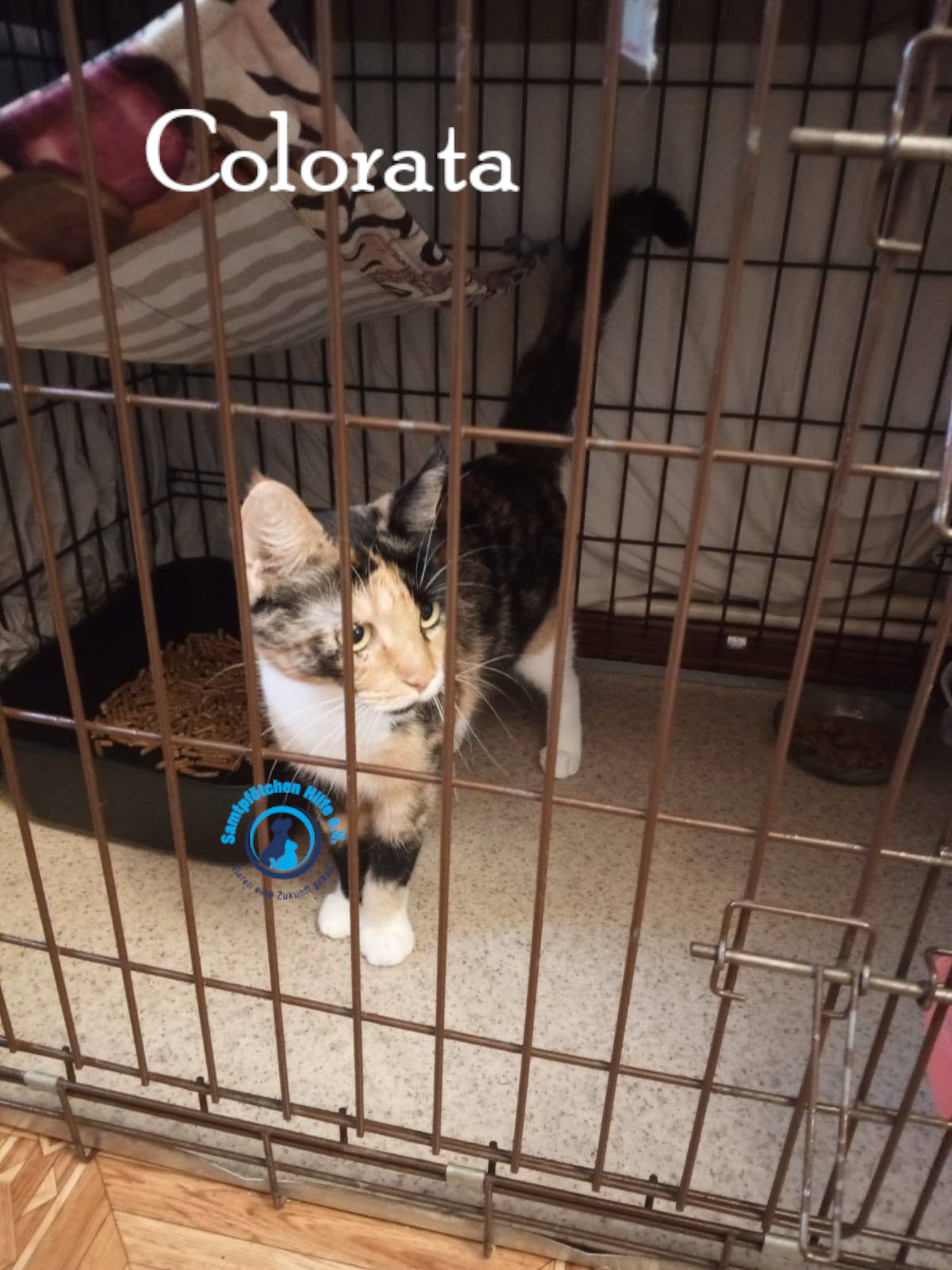 Nadezhda/Katzen/Colorata/Colorata25mN.jpg
