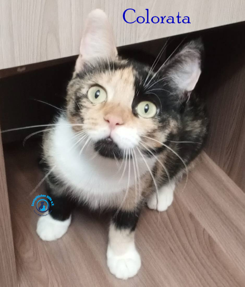 Nadezhda/Katzen/Colorata/Colorata27mN.jpg
