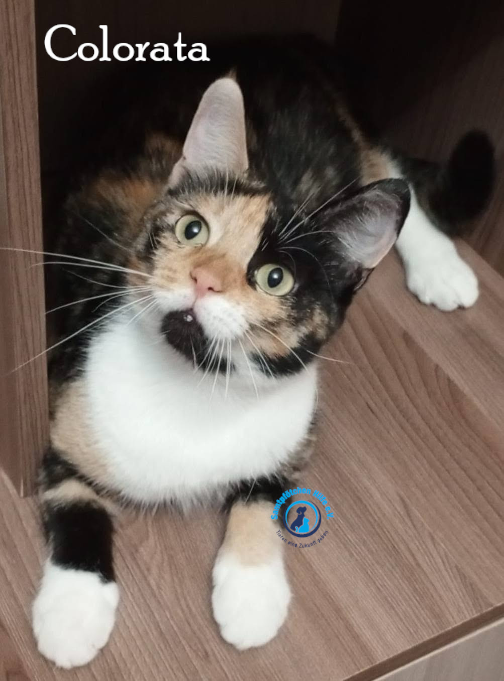 Nadezhda/Katzen/Colorata/Colorata28mN.jpg