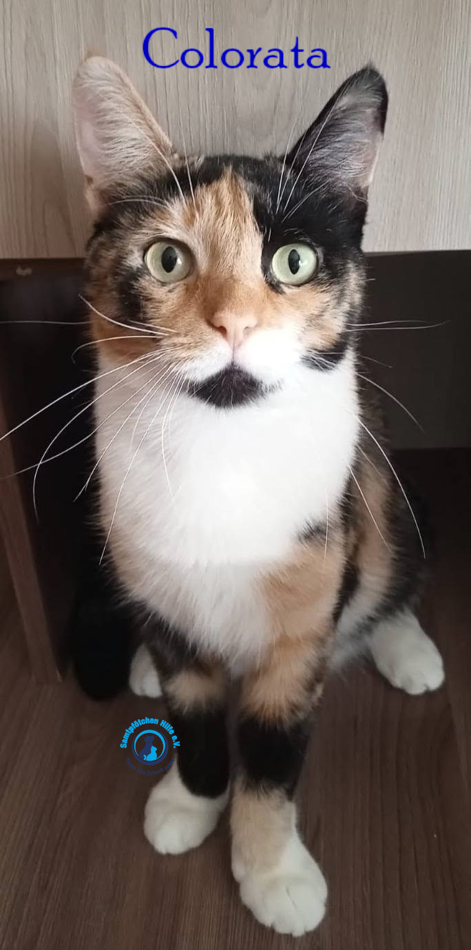 Nadezhda/Katzen/Colorata/Colorata29mN.jpg
