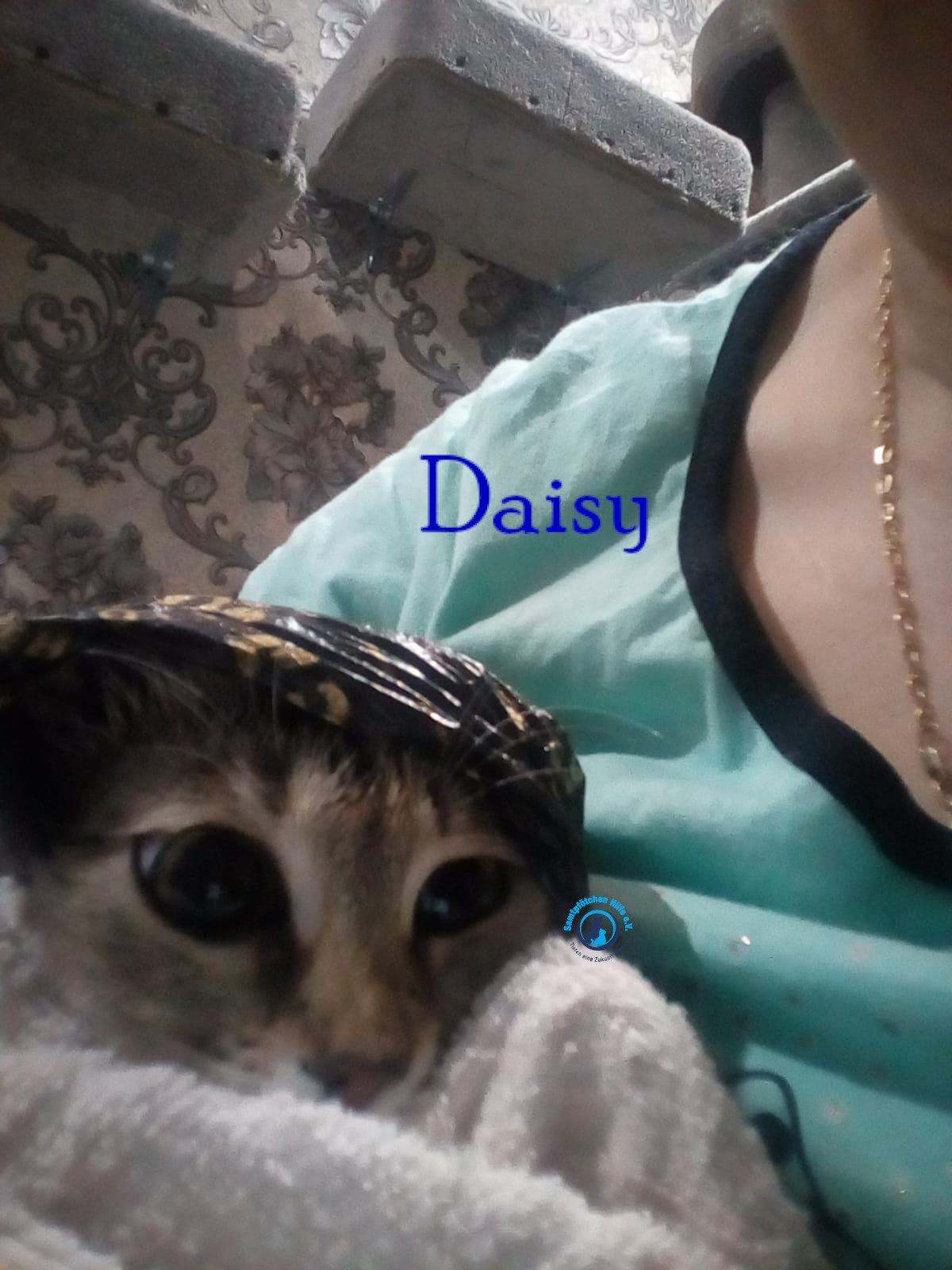 Nadezhda/Katzen/Daisy_II/Daisy_II41mN.jpg
