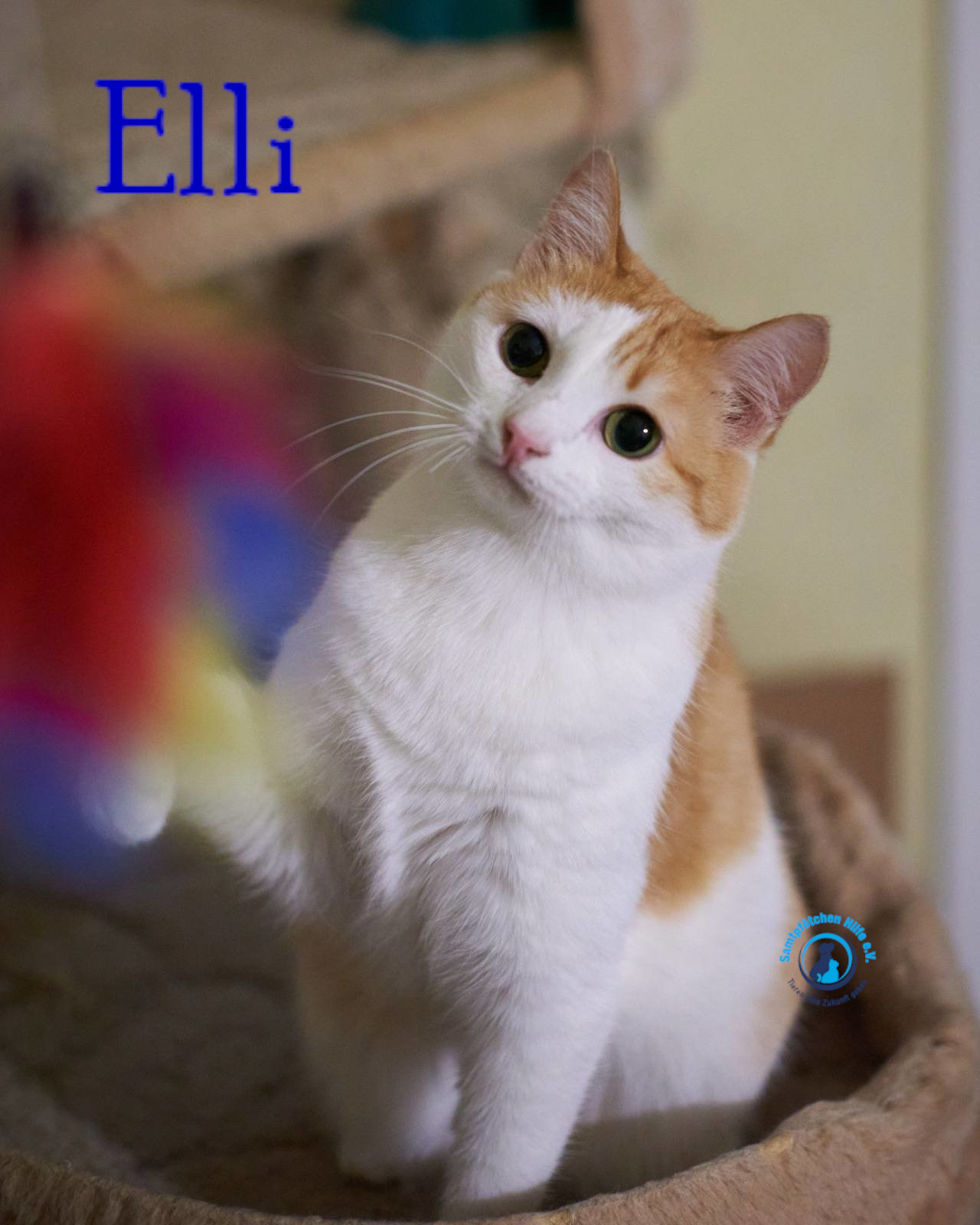 Elli