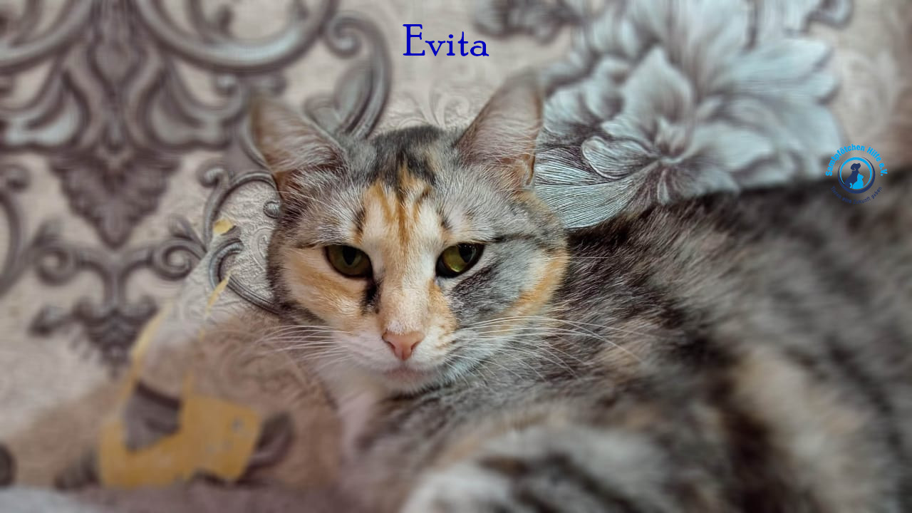 Nadezhda/Katzen/Evita/Evita34mN.jpg