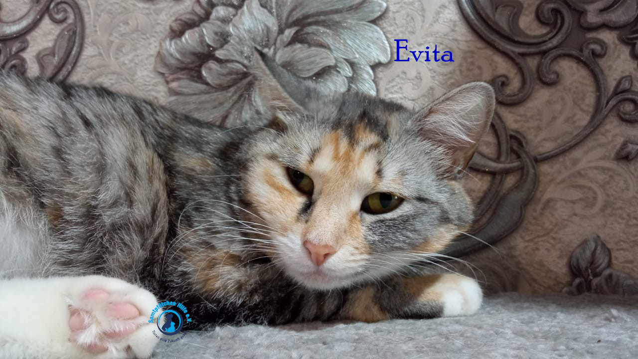 Nadezhda/Katzen/Evita/Evita35mN.jpg