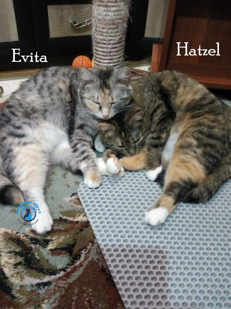 Nadezhda/Katzen/Evita/Evita_Hatzel06mN.jpg